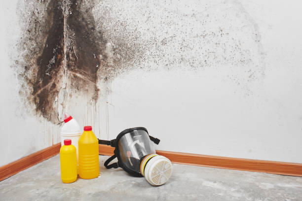 Trusted Ozona, TX Mold Inspection, Removal & Remediation Experts